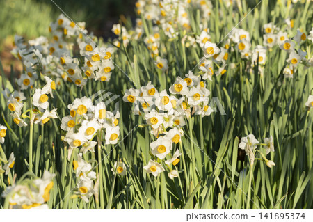 Daffodil flowers 141895374