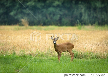 A roe deer stands in the meadow A roe deer stands in the meadow 141895384