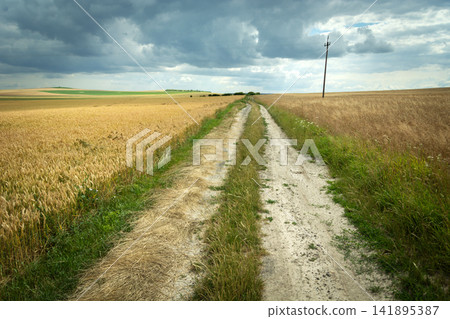 Dirt road in a grain field and a cloudy sky Dirt road in a grain field and a cloudy sky 141895387