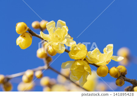 Lobai flower Lobai flower 141895428
