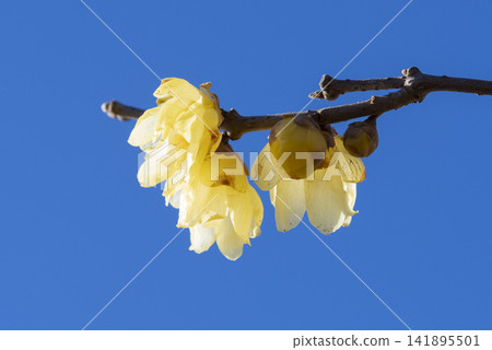 洛白花 洛白花 141895501