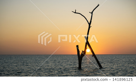 Silhouette of a dead leafless tree standing in the ocean water at sunset. Bright sun shining through wooden branches against an orange evening sky. Dramatic nature sea for background Silhouette of a dead leafless tree standing in the ocean water at sunset. Bright sun shining through wooden branches against an orange evening sky. Dramatic nature sea for background 141896125