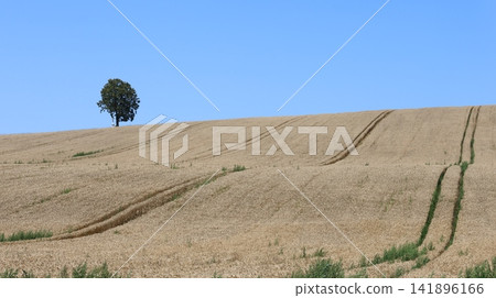 Rolling golden wheat field stretches across a gently sloping rural landscape, with a solitary tree on the horizon Rolling golden wheat field stretches across a gently sloping rural landscape, with a solitary tree on the horizon 141896166