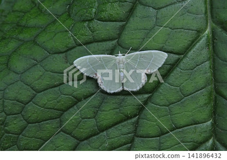 Helijiroyotsume aoshaku Helijiroyotsume aoshaku 141896432