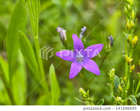 Purple spreading bellflower, also known as campanula patula, blooming with a green background, showing delicate petals and vibrant colors in natural light Purple spreading bellflower, also known as campanula patula, blooming with a green background, showing delicate petals and vibrant colors in natural light 141896695