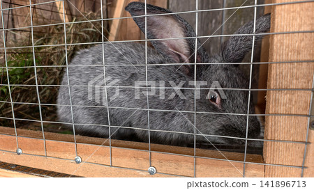 Grey rabbit in captivity sitting inside a wooden hutch behind metal wire mesh, surrounded by hay and looking directly out from inside its enclosure Grey rabbit in captivity sitting inside a wooden hutch behind metal wire mesh, surrounded by hay and looking directly out from inside its enclosure 141896713