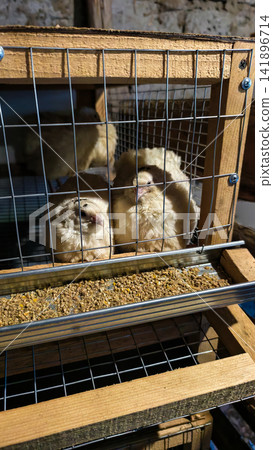 Quails feed on poultry nuggets and mash from a metal trough in a multi-level wooden and wire mesh cage, representing domestic animal farming and agriculture Quails feed on poultry nuggets and mash from a metal trough in a multi-level wooden and wire mesh cage, representing domestic animal farming and agriculture 141896714