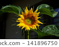 Vibrant yellow sunflower blooming under natural sunlight 141896750