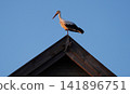 White stork on a roof in the warm light of the setting sun. 141896751