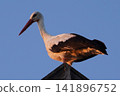 White stork on a roof in the warm light of the setting sun. 141896752