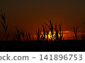 Sunset behind the reeds. 141896753