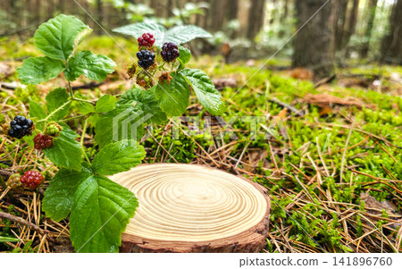 Wood slice podium with wild blackberries at different ripeness in forest, copy space. Berry skincare mockup, superfood supplement, antioxidant ingredient concept. Wood slice podium with wild blackberries at different ripeness in forest, copy space. Berry skincare mockup, superfood supplement, antioxidant ingredient concept. 141896760