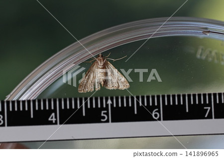 小斑點水蛾 小斑點水蛾 141896965