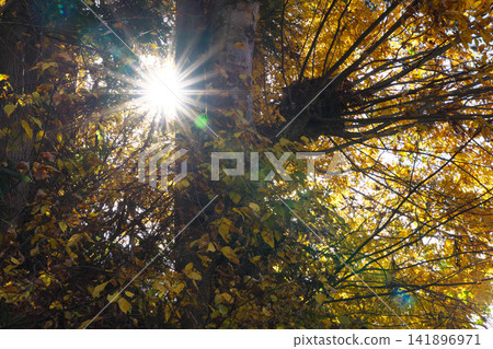 The sunlight shining through the autumn leaves The sunlight shining through the autumn leaves 141896971