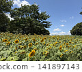 Sunflower field and blue sky 141897143