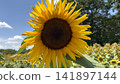 Sunflowers in Midsummer ① 141897144