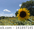 Sunflowers in Midsummer ② 141897145