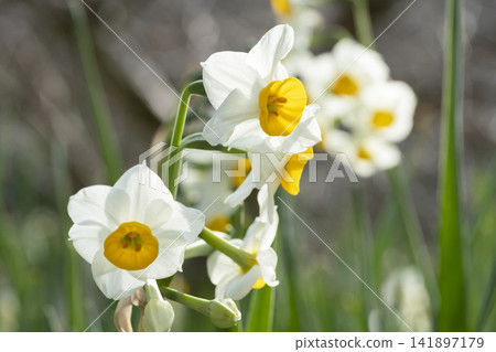 水仙花花 水仙花花 141897179