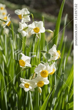 水仙花花 水仙花花 141897182