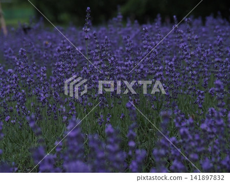 薰衣草盛開 薰衣草盛開 141897832