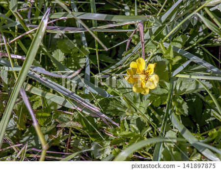 Yellow Potentilla Indica Flower Among Green Grass and Leaves Yellow Potentilla Indica Flower Among Green Grass and Leaves 141897875