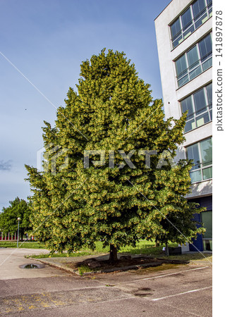 Mature Tilia Cordata Linden Tree in Full Spring Foliage Mature Tilia Cordata Linden Tree in Full Spring Foliage 141897878