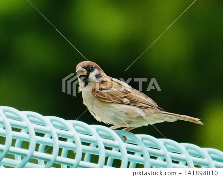 A sparrow perched on a fence against a green background. A sparrow perched on a fence against a green background. 141898010