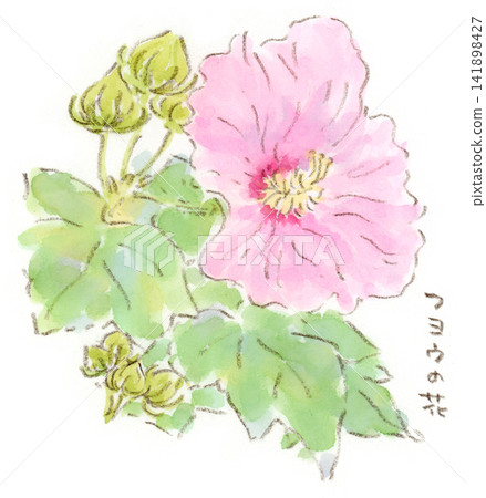 A watercolor illustration of the hibiscus (Hibiscus mutabilis), a plant that blooms from summer to autumn, with its refreshing pink flowers. A watercolor illustration of the hibiscus (Hibiscus mutabilis), a plant that blooms from summer to autumn, with its refreshing pink flowers. 141898427