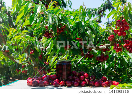 Harvested and preserved sweet cherry in garden Harvested and preserved sweet cherry in garden 141898516