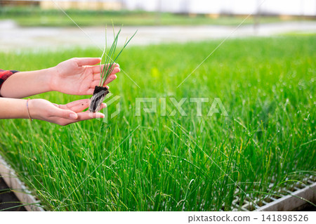 Green onion seedling in the hands of a woman on the background of beds 141898526