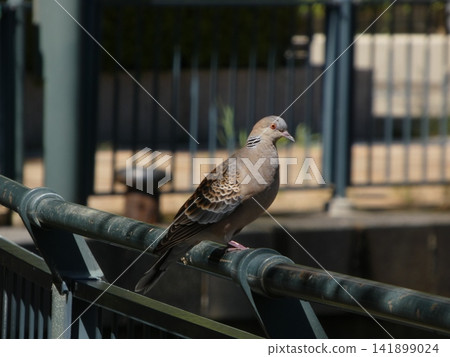 斑鳩 141899024