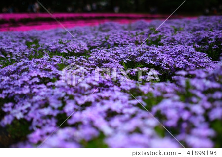 Moss phlox hill at Chichibu Hitsujiyama Park 141899193