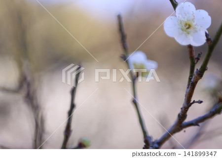 Plum blossoms telling the spring Plum blossoms telling the spring 141899347