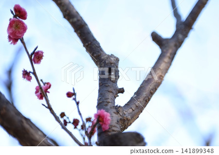 梅花告訴春天 梅花告訴春天 141899348