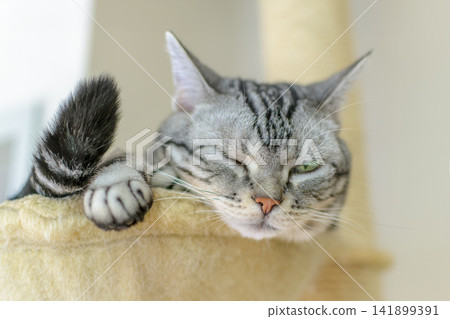 A close-up of a cat napping in a hammock on a cat tower. A close-up of a cat napping in a hammock on a cat tower. 141899391
