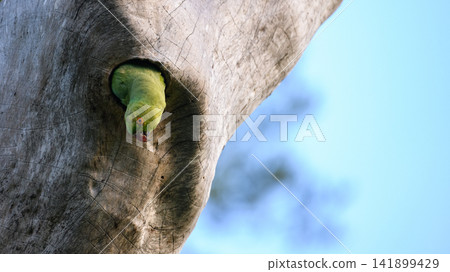 Parrot peeking from a tree hollow Parrot peeking from a tree hollow 141899429