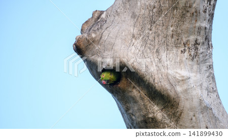 Parrot peeking from a tree hollow Parrot peeking from a tree hollow 141899430