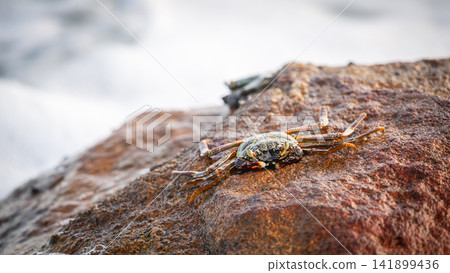 Crab resting on a rock with a soft ocean background Crab resting on a rock with a soft ocean background 141899436
