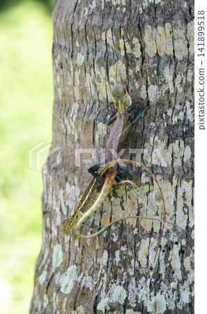 Two lizards mating while clinging to a textured tree trunk, natural reptile behavior, vibrant scales, and intricate details in their habitat Two lizards mating while clinging to a textured tree trunk, natural reptile behavior, vibrant scales, and intricate details in their habitat 141899518