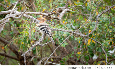 Eurasian hoopoe perched on a tree branch in Yala National Park Eurasian hoopoe perched on a tree branch in Yala National Park 141899537