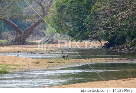 Gray langur monkey walking along a sandy riverbank. Water stream surrounded by tropical forest in Yala National Park, Sri Lanka Gray langur monkey walking along a sandy riverbank. Water stream surrounded by tropical forest in Yala National Park, Sri Lanka 141899562