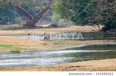 Gray langur monkey walking along a sandy riverbank. Water stream surrounded by tropical forest in Yala National Park, Sri Lanka Gray langur monkey walking along a sandy riverbank. Water stream surrounded by tropical forest in Yala National Park, Sri Lanka 141899563