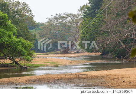 Water stream flowing through a sandy riverbed surrounded by lush tropical forest in Yala National Park, Sri Lanka Water stream flowing through a sandy riverbed surrounded by lush tropical forest in Yala National Park, Sri Lanka 141899564