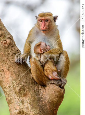 A protective toque macaque mother gently cradles her newborn infant while resting on a tree. Maternal care and family bonds in a tropical forest habitat. A protective toque macaque mother gently cradles her newborn infant while resting on a tree. Maternal care and family bonds in a tropical forest habitat. 141899565
