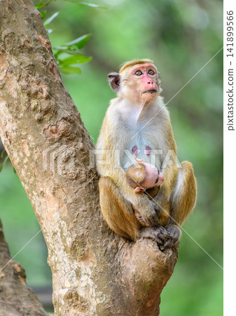 A protective toque macaque mother gently cradles her newborn infant while resting on a tree. Maternal care and family bonds in a tropical forest habitat. A protective toque macaque mother gently cradles her newborn infant while resting on a tree. Maternal care and family bonds in a tropical forest habitat. 141899566