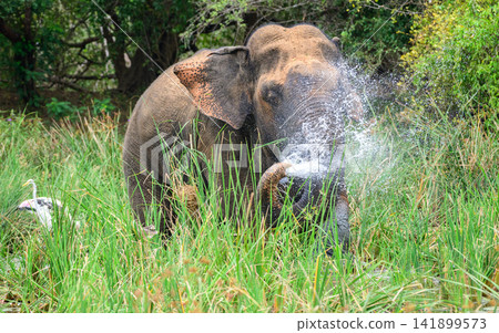 A wild Asian elephant sprays water over itself while standing in a marshy wetland, displaying natural bathing behavior amid dense tropical vegetation A wild Asian elephant sprays water over itself while standing in a marshy wetland, displaying natural bathing behavior amid dense tropical vegetation 141899573