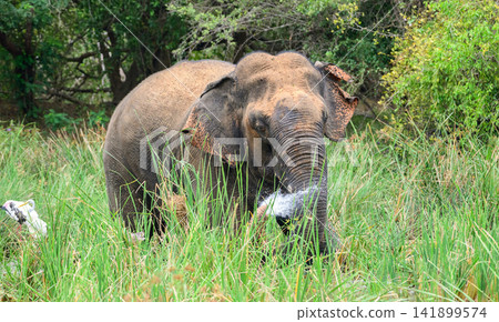 A wild Asian elephant sprays water over itself while standing in a marshy wetland, displaying natural bathing behavior amid dense tropical vegetation A wild Asian elephant sprays water over itself while standing in a marshy wetland, displaying natural bathing behavior amid dense tropical vegetation 141899574