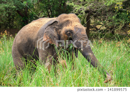Wild elephant eating fresh grass in Yala National Park, surrounded by lush green vegetation. Wild elephant eating fresh grass in Yala National Park, surrounded by lush green vegetation. 141899575