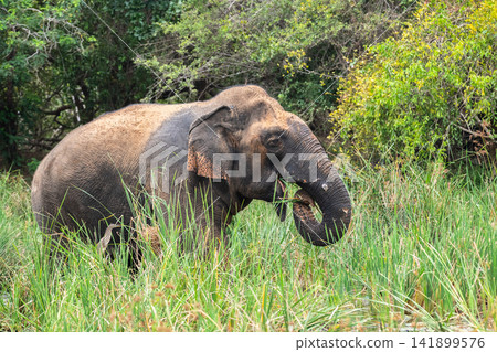 Wild elephant eating fresh grass in Yala National Park, surrounded by lush green vegetation. 141899576