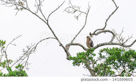 Shikra perched on a tree branch against a white sky Shikra perched on a tree branch against a white sky 141899603